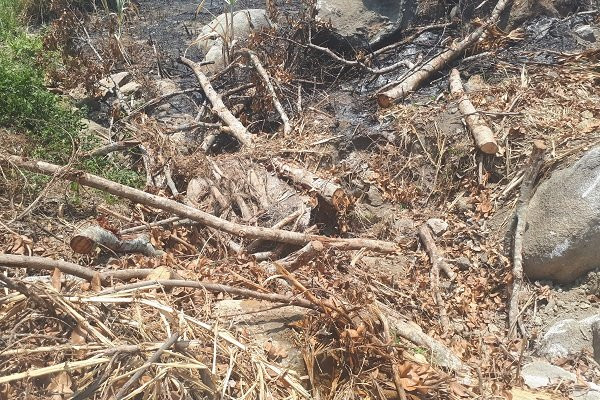 Rễ cành còn sót lại sau vụ khai thác cây đa sộp ở xã Ea Pil (M'Đrắk).