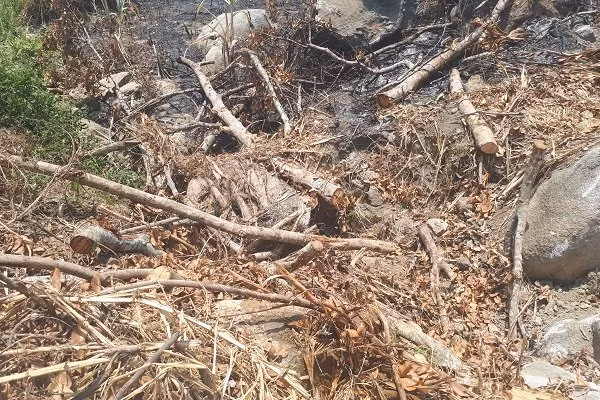 Rễ cành còn sót lại sau vụ khai thác cây đa sộp ở xã Ea Pil (M'Đrắk).