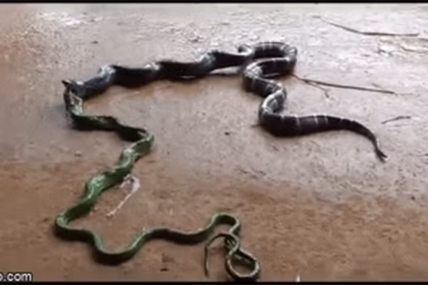 Clip: Nuot voi sinh vat la vao bung, ran cap nong run ray nhan cai ket man chat