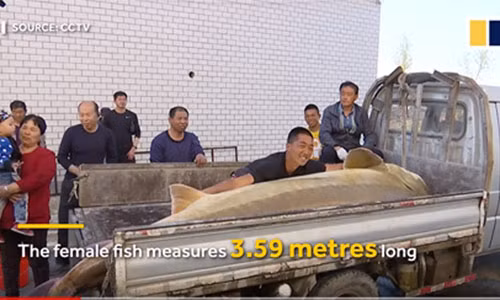 Cá tầm "khủng" 100 tuổi nặng nửa tấn mắc câu.