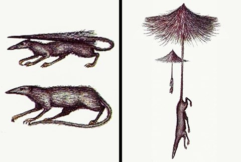 Tên khoa học đầy đủ là Pennatacaudus volitarius, là động vật có vú nhỏ sinh sống ở vùng núi. Quái thú này có ngoại hình lai giữa cá và chuột. Chiếc đuôi dài giống như chiếc dù dùng để di chuyển và phần đuôi xòe như ô để bắt côn trùng trong không khí. Môi trường sống tương lai được dự đoán là khu vực Bắc Mỹ.