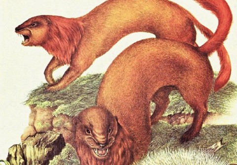 Tên khoa học là Vulpemusetla acer, được mô tả là quái thú ăn thịt khổng lồ. Chiều cao con trưởng thành lên tới gần 2 mét. Cơ thể mạnh mẽ, to lớn cho phép quái thú dễ dàng tấn công con mồi bằng cách vây trùm chúng.