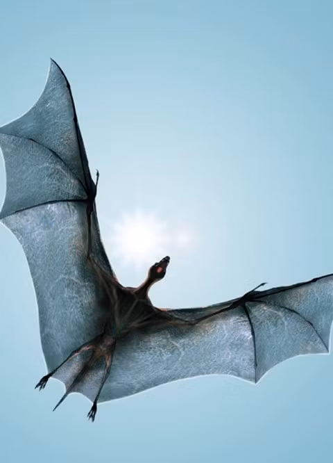 Con dơi ăn thịt tương lai có sải cánh dài tới 1,3 mét dễ dàng bắt con mồi dưới mặt đất từ trên cao. Con thú này có khác biệt so với dơi đó là nó chỉ hoạt động vào ban ngày. Chúng sẽ chờ đến khi mặt trời lên cao, sử dụng dòng không khí ấm áp để di chuyển với khoảng cách lớn hơn. Các chuyên gia dự đoán loài vật này sinh sống ở Bắc Mỹ.