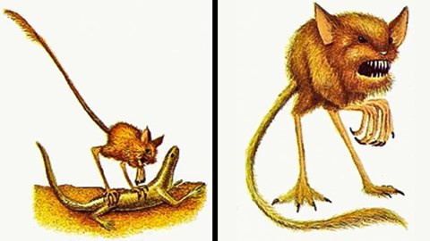 Con quỷ nhỏ có tên khoa học là Daemonops rotundus, là một con quỷ nhỏ, kẻ săn mồi nhỏ bé nguy hiểm, hay lẩn trốn trên những sa mạc rộng lớn.