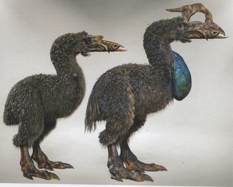 Quái thú này có chiều cao như con người khoảng 1.7 mét. Là sự kết hợp giữa chim ăn thịt và sói hung dữ. Chiếc mỏ lớn dùng để phá những xương cứng của con mồi. Con vật to lớn này đi bộ để săn mồi nên đôi chân rất chắc khỏe. Mỗi ngày có thể đi tới vị trí cách tổ 10 km để kiếm thức ăn. Điểm độc đáo của loài này là chúng thường đẻ 3 quả trứng một lần, làm tổ tại xác động vật chết.