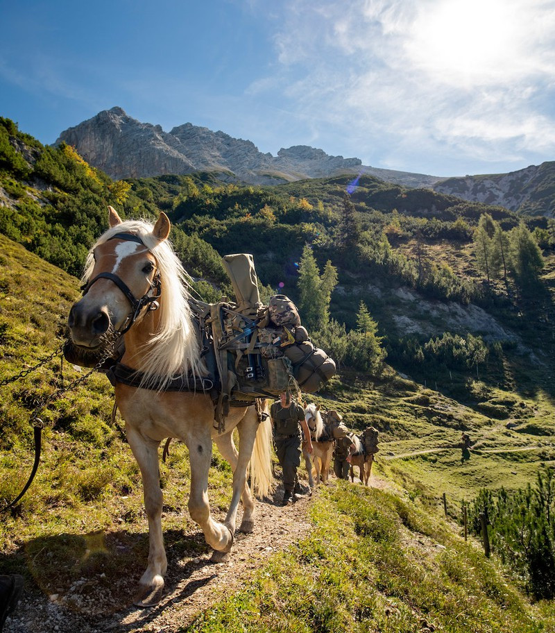 Những chú ngựa đồng hành cùng đội lính bắn tỉa NATO, để mang đỡ những vật dụng nặng.