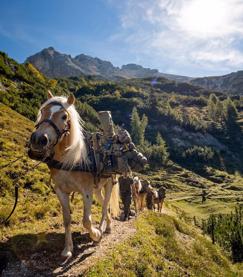 Những chú ngựa đồng hành cùng đội lính bắn tỉa NATO, để mang đỡ những vật dụng nặng.
