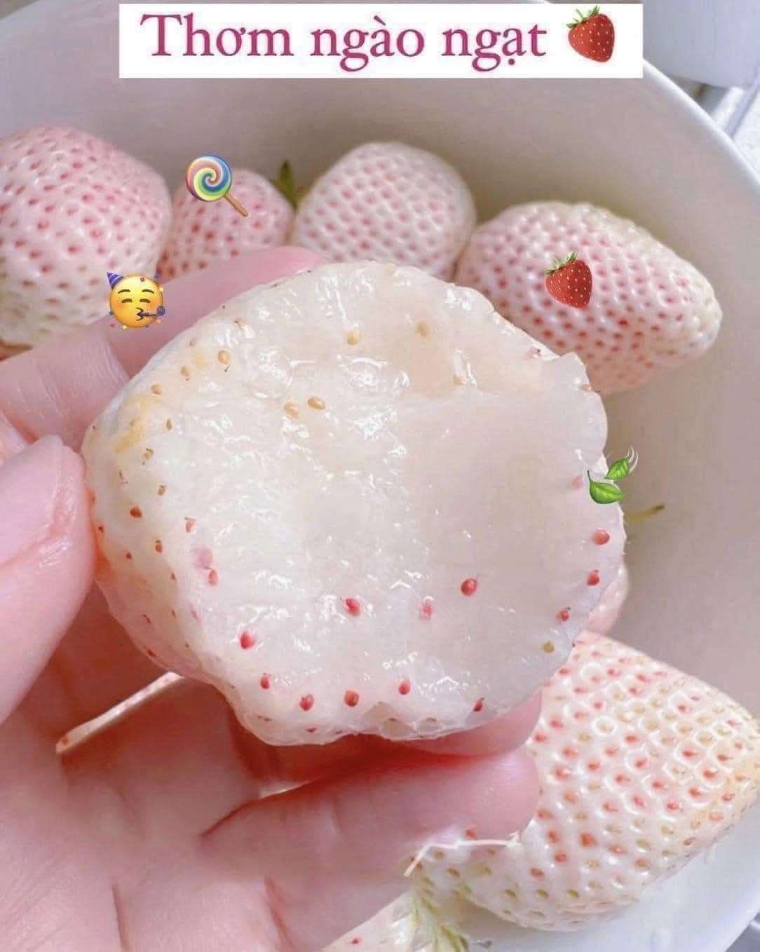 Khi diện tích trồng tăng lên, dâu tây Bạch Tuyết trồng ở Đà Lạt chỉ còn khoảng 200.000 - 700.000 đồng/kg. Ảnh: Facebook