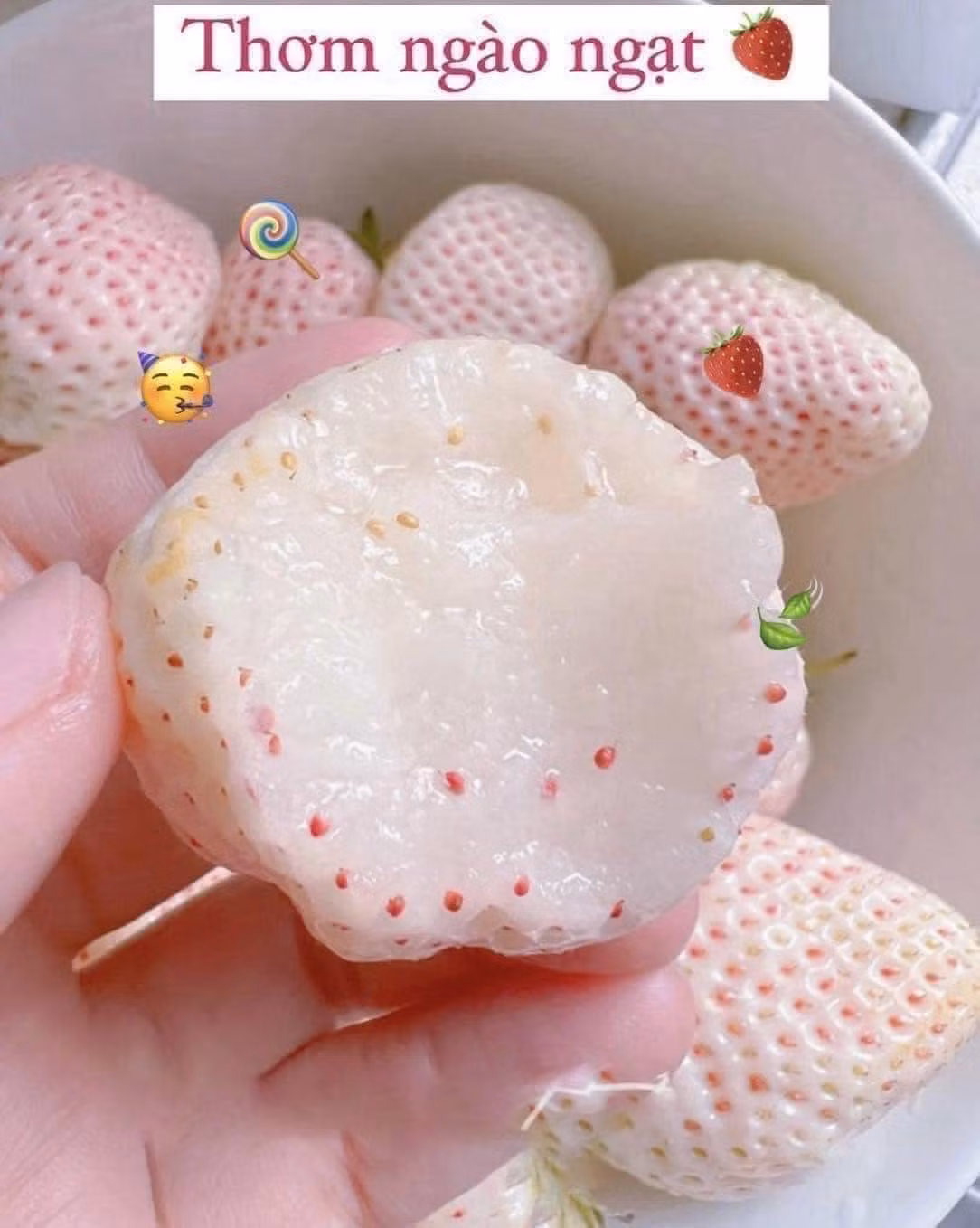 Khi diện tích trồng tăng lên, dâu tây Bạch Tuyết trồng ở Đà Lạt chỉ còn khoảng 200.000 - 700.000 đồng/kg. Ảnh: Facebook