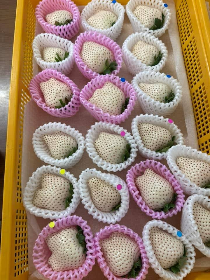 Chị Thảo (chuyên kinh doanh hoa quả nhập khẩu Trung Quốc) cho biết, Trung Quốc hiện đã trồng thành công giống dâu tây Bạch Tuyết nên giá rẻ, phù hợp với khách hàng bình dân. Ảnh: FB Thành Nguyễn