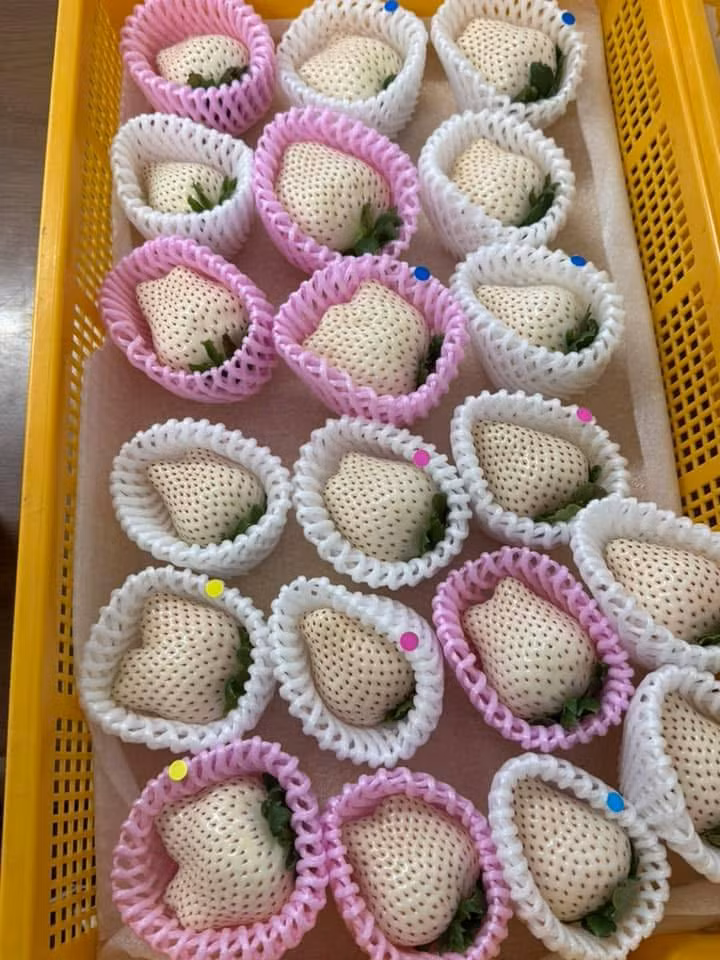 Chị Thảo (chuyên kinh doanh hoa quả nhập khẩu Trung Quốc) cho biết, Trung Quốc hiện đã trồng thành công giống dâu tây Bạch Tuyết nên giá rẻ, phù hợp với khách hàng bình dân. Ảnh: FB Thành Nguyễn