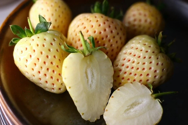 Trong khi đó, dâu Bạch Tuyết nhập khẩu chính gốc từ Nhật Bản vẫn có giá 1,5 - 2 triệu đồng/hộp nửa kg. Ảnh: Noritake