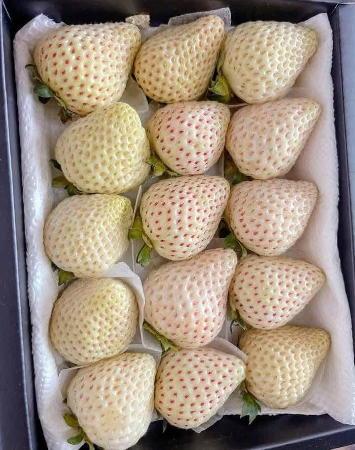 Nhưng gần đây, dâu tây Bạch Tuyết được rao bán rầm rộ trên chợ mạng, giá dao động từ 90.000 - 150.000 đồng/kg. Một số tiểu tương còn nhận bỏ sỉ giá từ 65.000 đồng/kg. Ảnh: Facebook