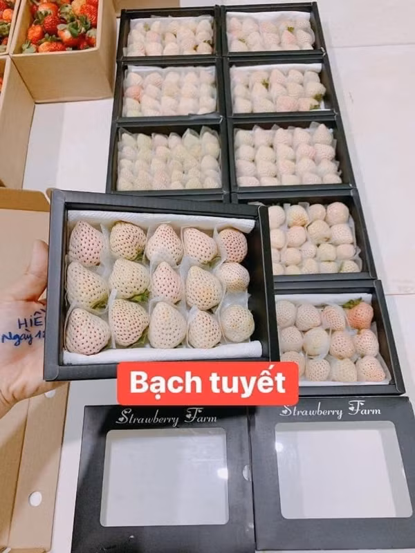 Mức giá rẻ cùng màu sắc lạ mắt, nhiều khách hàng tranh thủ mua dâu tây Bạch Tuyết về thưởng thức. Những ngày cao điểm, tiểu thương bán hết dâu trong vòng 30 phút. Ảnh: FB Thanh Hiền