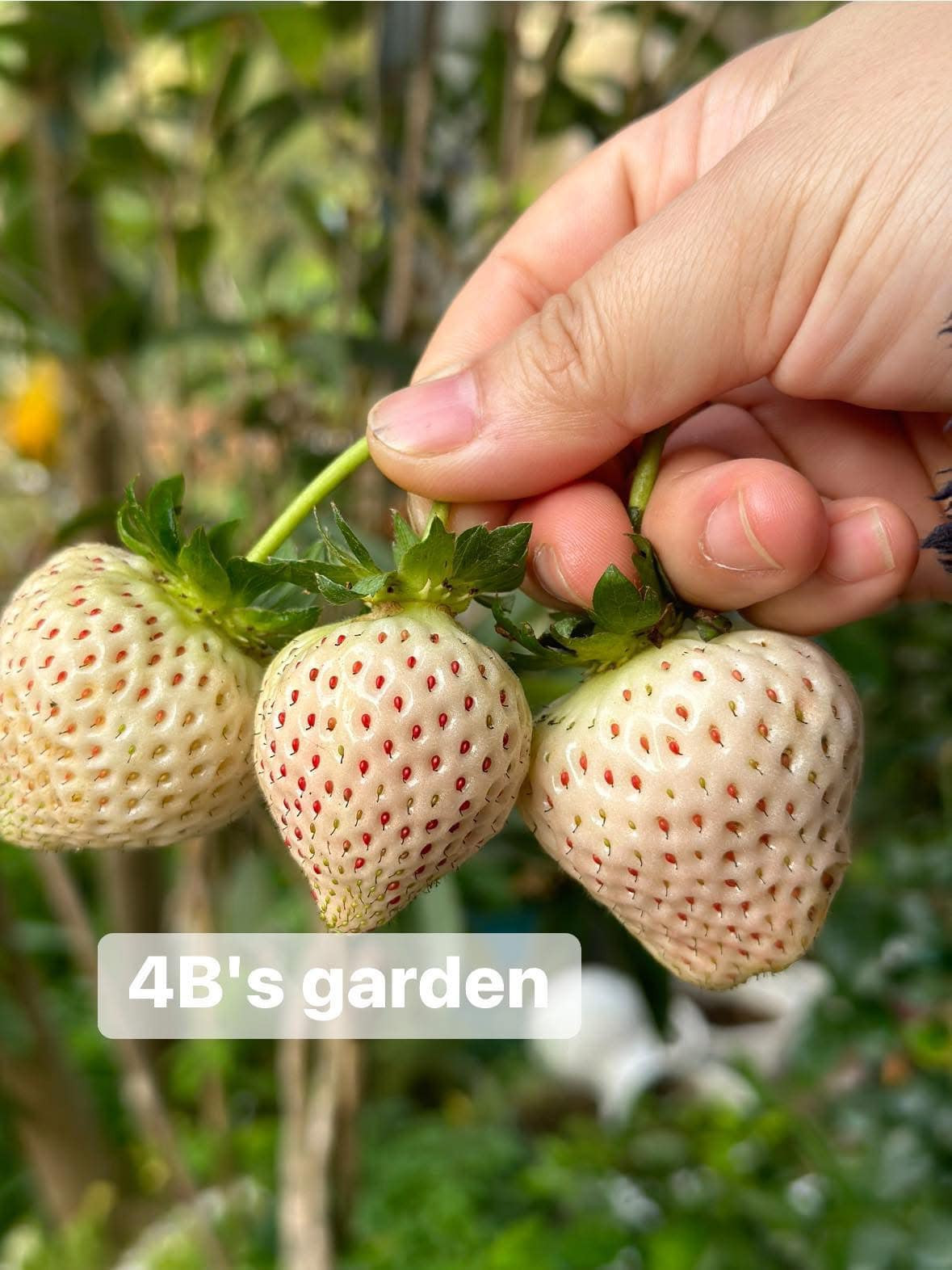 Tuy nhiên, chủ một cửa hàng chuyên bán dâu tây online khẳng định, dâu tây Bạch Tuyết siêu rẻ bán tràn lan chợ mạng không phải hàng gốc từ Mộc Châu hay Đà Lạt, có thể nhập từ Trung Quốc. Ảnh: FB Nguyễn Tâm