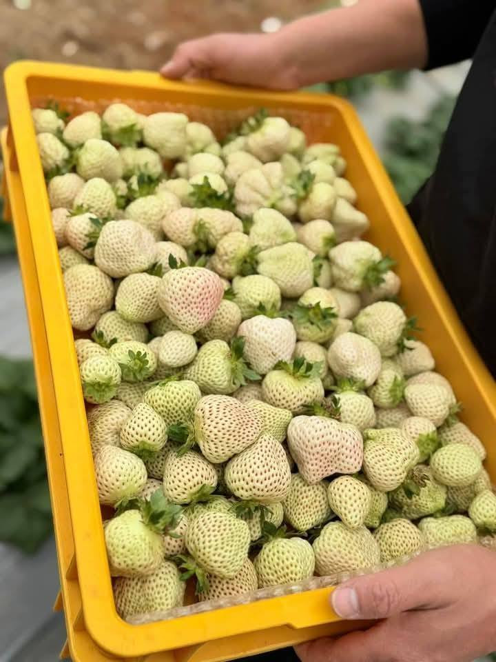 Những năm gần đây, dâu tây Bạch Tuyết được trồng nhiều tại Đà Lạt. Lúc đầu, giá dâu Bạch Tuyết trồng tại Đà Lạt lên đến 1 triệu đồng/kg. Ảnh: Facebook