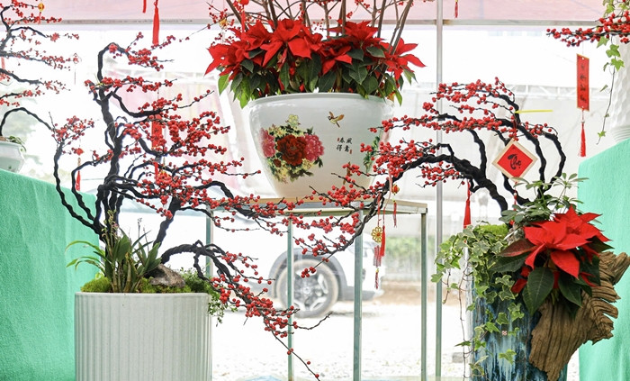 Đào đông đỏ tên tiếng anh Winterberry, là loài hoa bản địa của các nước phương Tây. Việt Nam hiện nay chưa trồng được đào đông do khí hậu khác biệt, nên chủ yếu nhập khẩu trực tiếp từ Hà Lan. Ảnh: Suckhoedoisong