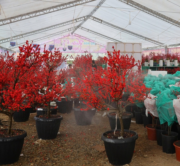 Những cây đào đông không lên chậu, giá thấp nhất 1,5 triệu đồng/cây bé, cây to giá 10 triệu - 20 triệu đồng/cây. Ảnh: Công luận