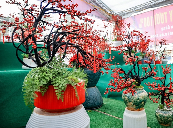 Đào đông nhập khẩu gây ấn tượng bởi những chùm quả đỏ mọng, căng tròn, mọc chi chít trên cành. Ảnh: Báo tin tức