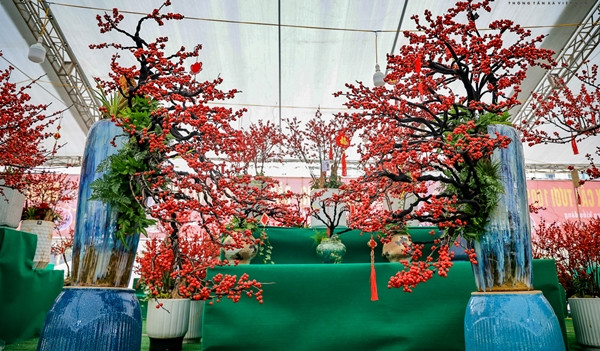 Nhiều khách ngỡ ngàng bởi lần đầu thấy loài cây có sắc đỏ rực, giá lên tới hàng trăm triệu đồng. Ảnh: Báo tin tức