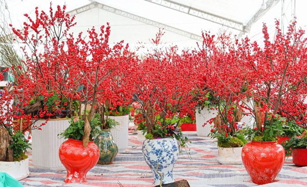 Gần Tết Nguyên đán 2025, những cây đào đông nhập khẩu với nhiều kiểu dáng độc đáo được bày bán trên nhiều tuyến phố ở Hà Nội. Ảnh: Công luận