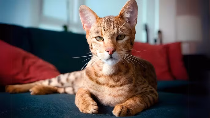 Tại thời điểm ra mắt, chú mèo Ashera có giá niêm yết 22.000 USD (khoảng 571 triệu đồng). Ảnh: YouTube