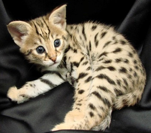 Ngoài việc phải chi một số tiền lớn để sở hữu, người nuôi mèo Ashera còn phải lường trước chi phí sinh hoạt tương đối cao bởi chúng có thể phát triển tới trọng lượng 15 kg và đòi hỏi chế độ chăm sóc theo kiểu quý tộc. Ảnh: Getty