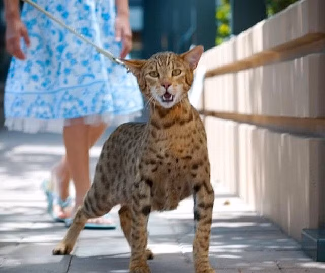 Giống như nhiều mặt hàng xa xỉ khác của giới thượng lưu, công ty Lifestyle Pets chỉ bán 100 con mèo Ashera mỗi năm, một nửa trong số đó dành riêng cho khách hàng Mỹ. Ảnh: Printest