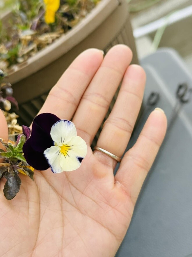 Bông hoa nhỏ xinh mang sắc tím - trắng nhẹ nhàng, tượng trưng cho sự tinh khiết. Ảnh: FB Ngoc Hong Nguyen