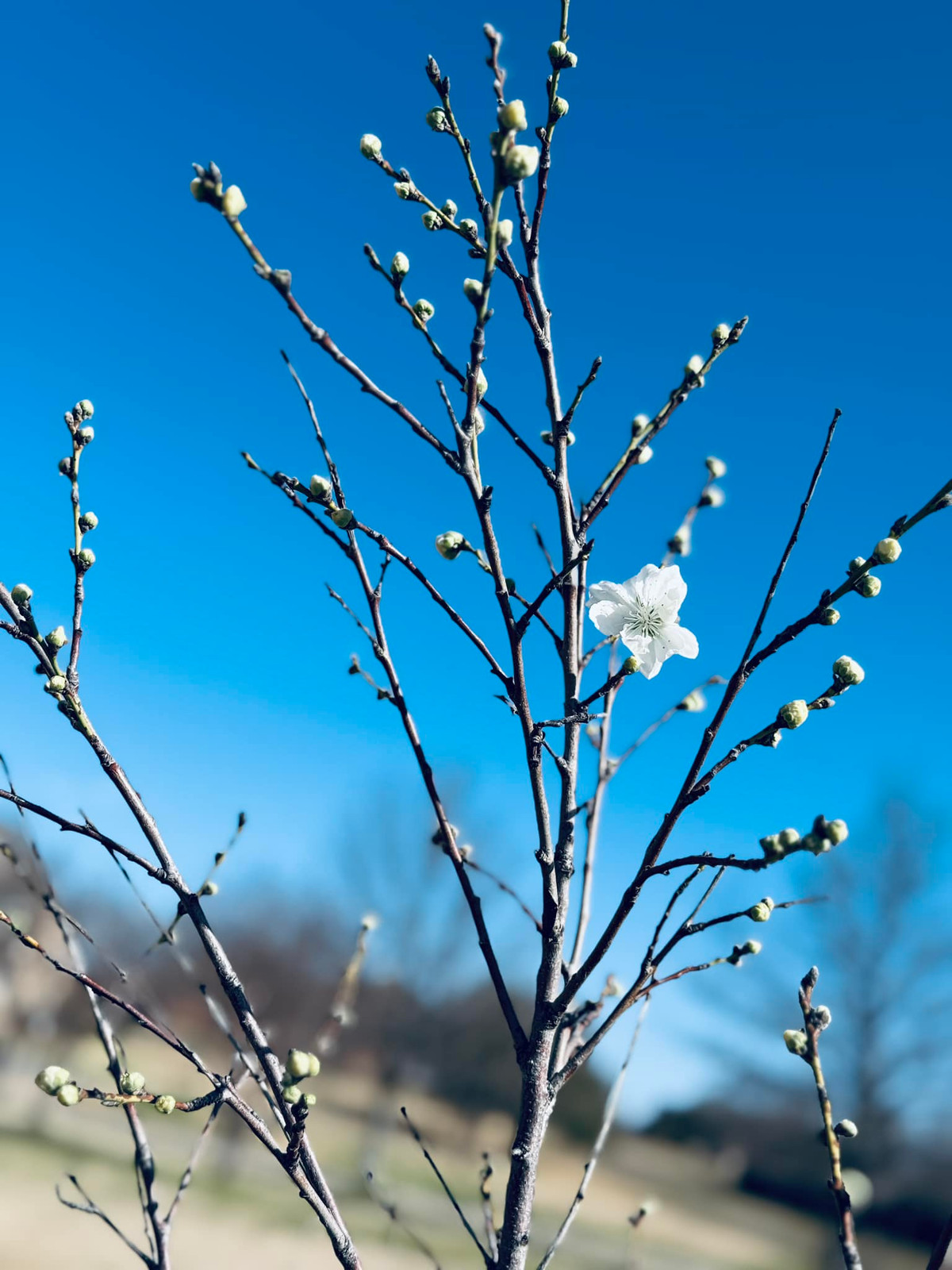 Không gian sống của vợ chồng Hồng Ngọc khiến nhiều người ngưỡng mộ bởi sự thoáng đãng, rộng rãi, sân vườn ngập tràn sắc hoa. Ảnh: FB Ngoc Hong Nguyen