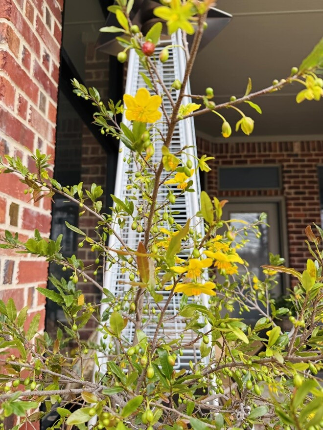 Mai vàng khoe sắc rực rỡ, nổi bật trên nền tường gạch đỏ, mang đến vẻ đẹp tươi mới, đầy sức sống. Ảnh: FB Ngoc Hong Nguyen