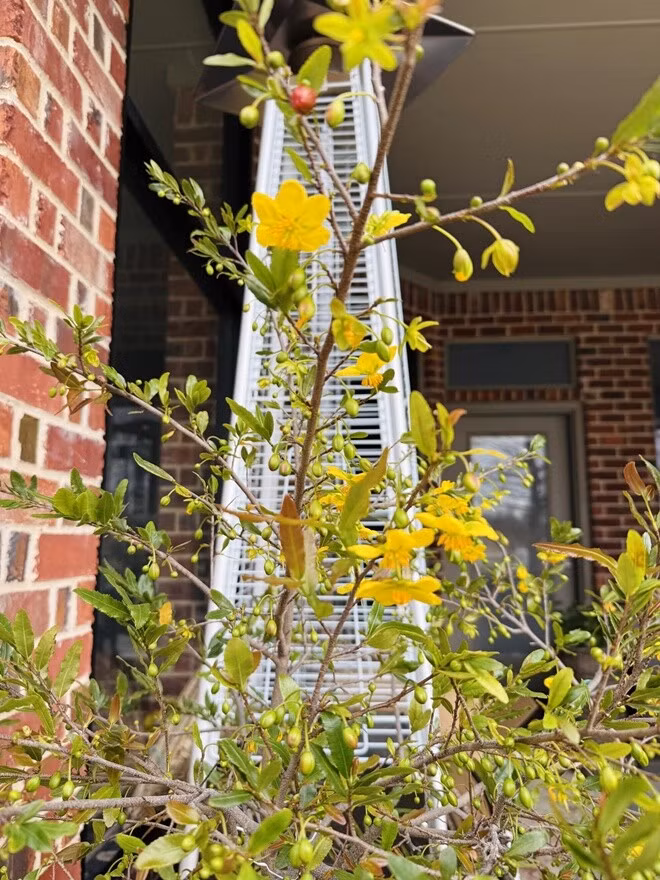 Mai vàng khoe sắc rực rỡ, nổi bật trên nền tường gạch đỏ, mang đến vẻ đẹp tươi mới, đầy sức sống. Ảnh: FB Ngoc Hong Nguyen