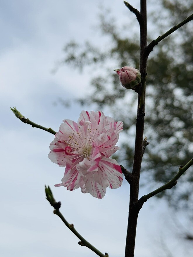Hoa đào 3 màu siêu đẹp đầy cuốn hút, hé nở trên cành mỏng manh. Ảnh: FB Ngoc Hong Nguyen