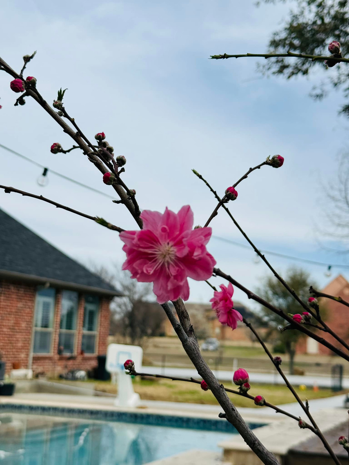 Mới đây, ca sĩ Hồng Ngọc chia sẻ hình ảnh mới nhất về căn biệt thự rộng lớn tại Dallas (Mỹ). Sau những ngày băng tuyết, khu vườn khoe sắc với hoa đào rực rỡ. Ảnh: FB Ngoc Hong Nguyen