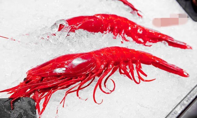 Tuy nhiên, tôm quỷ đỏ nhập về Việt Nam đều là hàng đông lạnh, không phải hàng tươi sống như tôm hùm Alaska. Ảnh: Haisanmrd