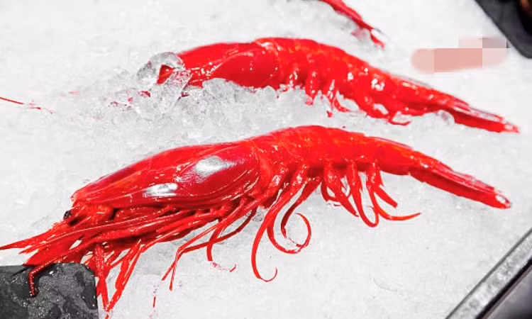 Tuy nhiên, tôm quỷ đỏ nhập về Việt Nam đều là hàng đông lạnh, không phải hàng tươi sống như tôm hùm Alaska. Ảnh: Haisanmrd