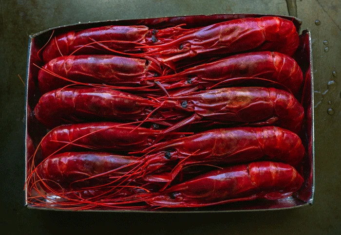 Loài tôm này có tên gọi là tôm carabineiros hay tôm đỏ Địa Trung Hải. Chúng được đánh bắt ngoài tự nhiên vùng ven biển của Tây Ban Nha, Bồ Đào Nha và các quốc gia khác ven biển Địa Trung Hải. Ảnh: Browne Trading Co