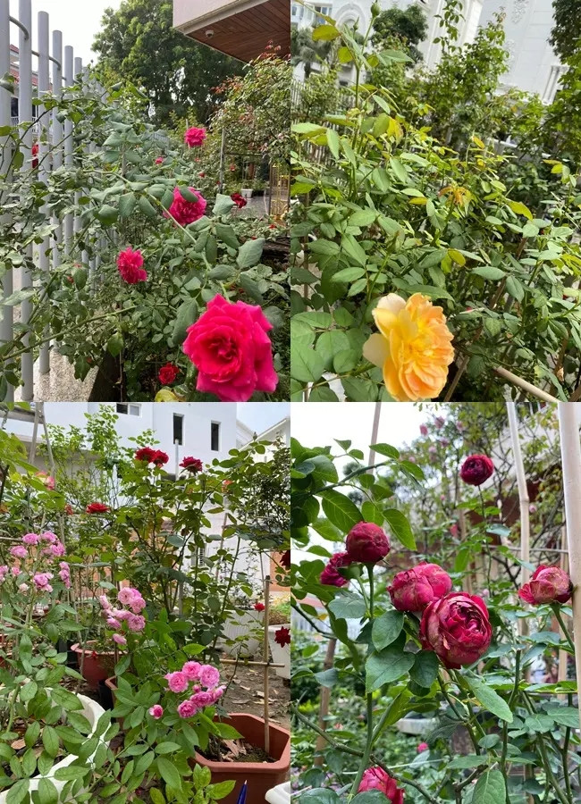 Hoa hồng đủ màu đua nhau khoe sắc. Ảnh: FBNV