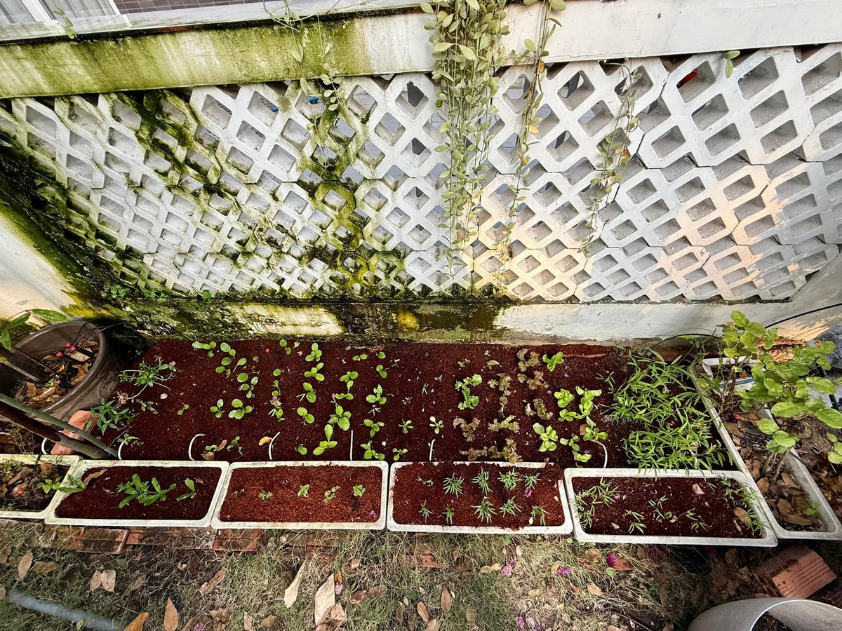 Sau hơn chục ngày gieo trồng, những mầm rau đủ loại trong chậu bắt đầu vươn lên mạnh mẽ. Ảnh: FB Trịnh Kim Chi