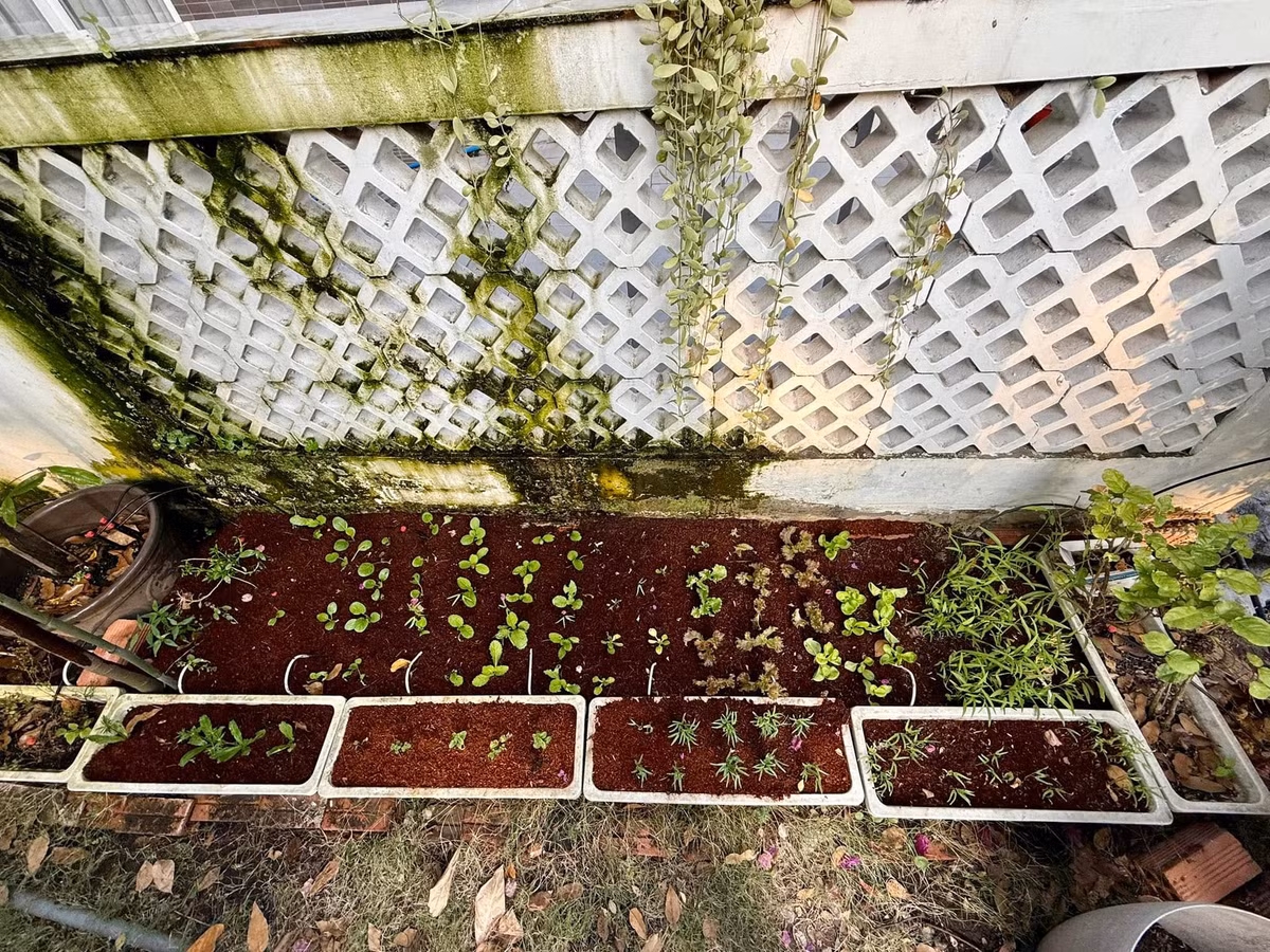 Sau hơn chục ngày gieo trồng, những mầm rau đủ loại trong chậu bắt đầu vươn lên mạnh mẽ. Ảnh: FB Trịnh Kim Chi