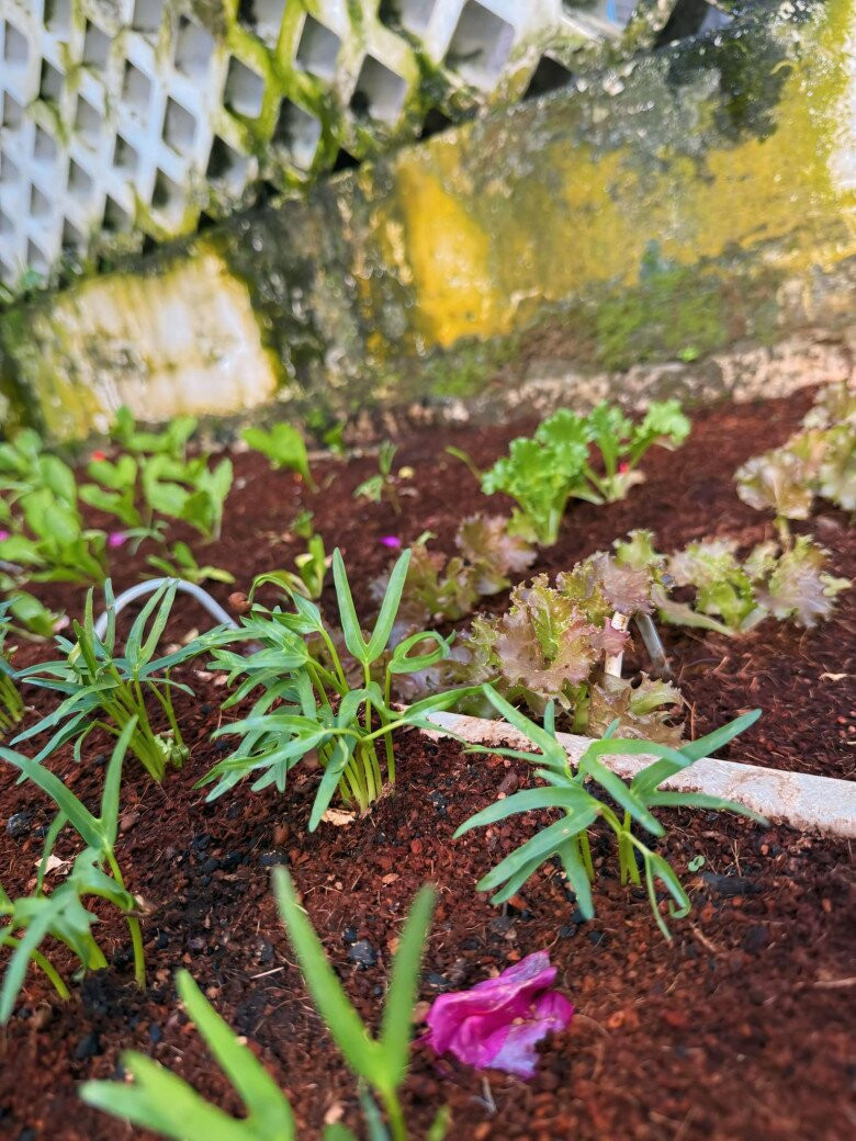 Cư dân mạng mách cho Trịnh Kim Chi nhiều cách để bảo vệ vườn rau. Ảnh: FB Trịnh Kim Chi