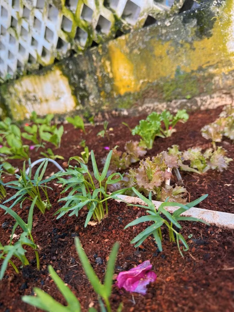 Cư dân mạng mách cho Trịnh Kim Chi nhiều cách để bảo vệ vườn rau. Ảnh: FB Trịnh Kim Chi