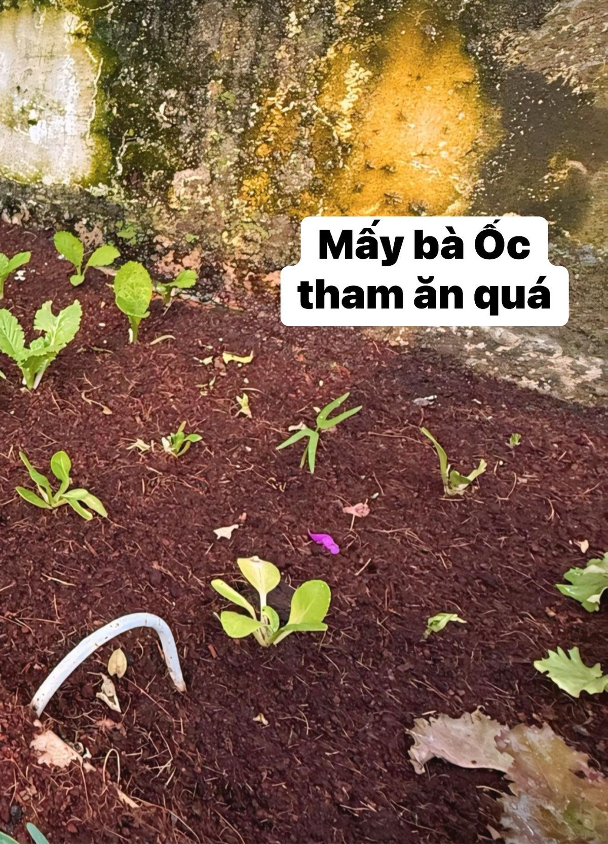 Tuy nhiên, vườn rau của Trịnh Kim Chi gặp phải "kẻ phá hoại", đó là những con ốc. Ảnh: FB Trịnh Kim Chi