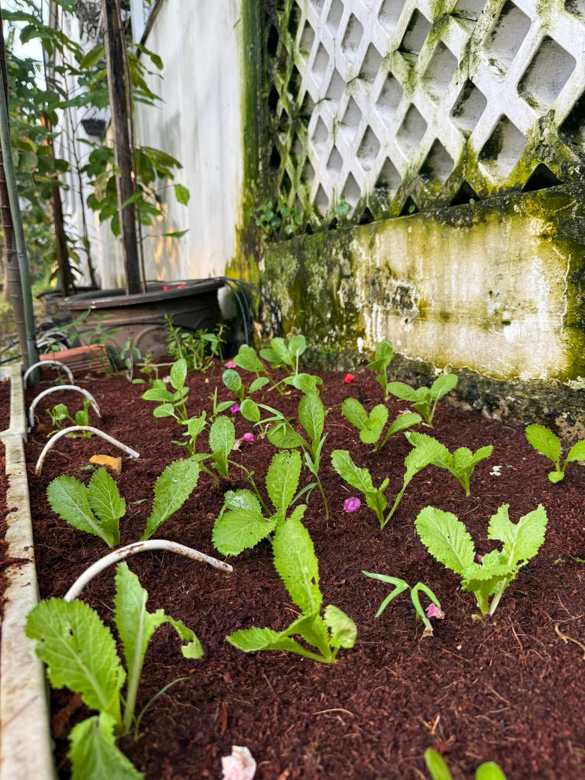 Á hậu Trịnh Kim Chi trồng nhiều loại rau như rau cảnh canh, rau muống, cả ngọt, xà lách xanh, xà lách tím...Ảnh: FB Trịnh Kim Chi