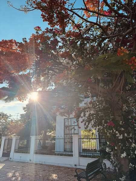 Ánh nắng len lỏi qua tán phượng đỏ rực rỡ mang đến khung cảnh thơ mộng. Ảnh: FB Nguyễn Quốc Trường