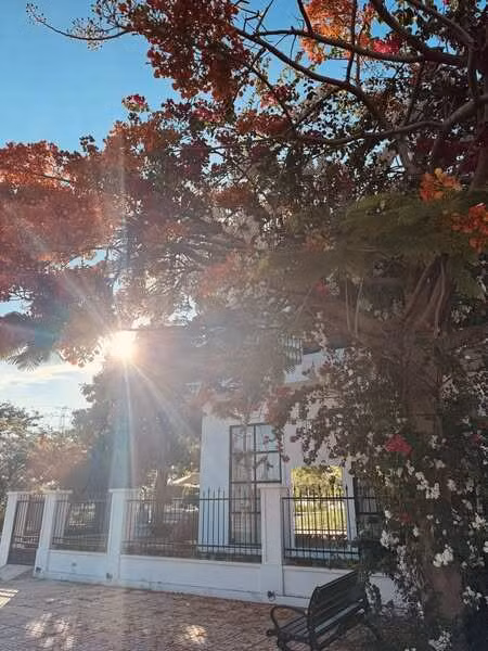 Ánh nắng len lỏi qua tán phượng đỏ rực rỡ mang đến khung cảnh thơ mộng. Ảnh: FB Nguyễn Quốc Trường