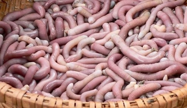 Sá sùng Quảng Ninh cũng được xem như “thần dược phái mạnh” luôn đắt khách. Đây là một loại hải sản thân mềm quý hiếm, màu hồng nhạt, thường dài 5 - 10cm, cũng có con dài đến 15 - 40cm. Ảnh: Cá mú đỏ