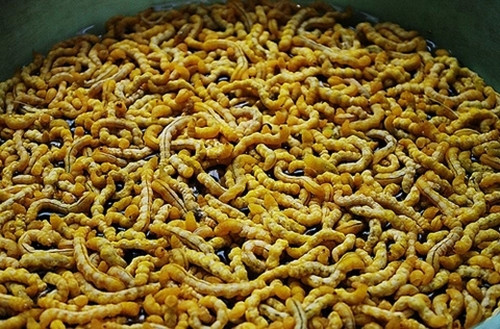 Sâu chít tươi giá từ 800.000 đến 1 triệu đồng/kg, còn sâu chít khô giá cao hơn, khoảng vài triệu đồng/kg. Ảnh: KAG Việt Nam