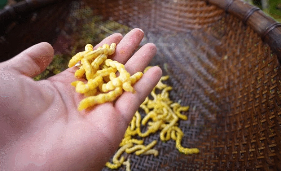 Sâu chít là ấu trùng của một loài côn trùng thường sống trong thân cây chít (hay còn gọi là cây đót) mọc trên rừng. Đây là đặc sản của vùng Tây Bắc. Ảnh: Vietnamnet