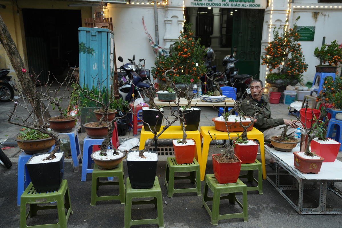 Các loại cây cảnh như bonsai, cây kim tiền, cây phát tài cũng được bày bán rất nhiều. Ảnh: Khánh Huy